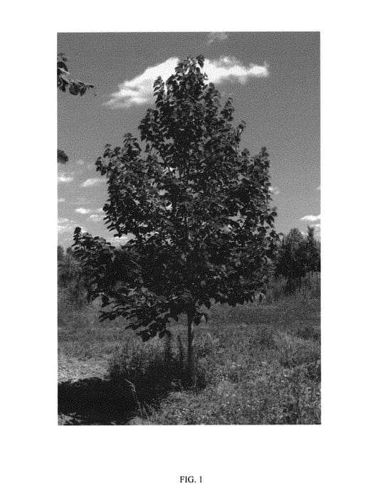 Figure 1 of US plant patent PP30737, the photograph of KROMM printed in the patent.