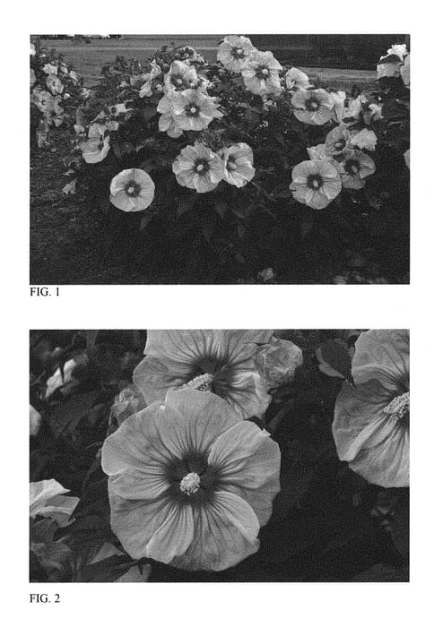 Figure 1 of US plant patent PP30738, the photograph of Cherry Choco Latte printed in the patent.