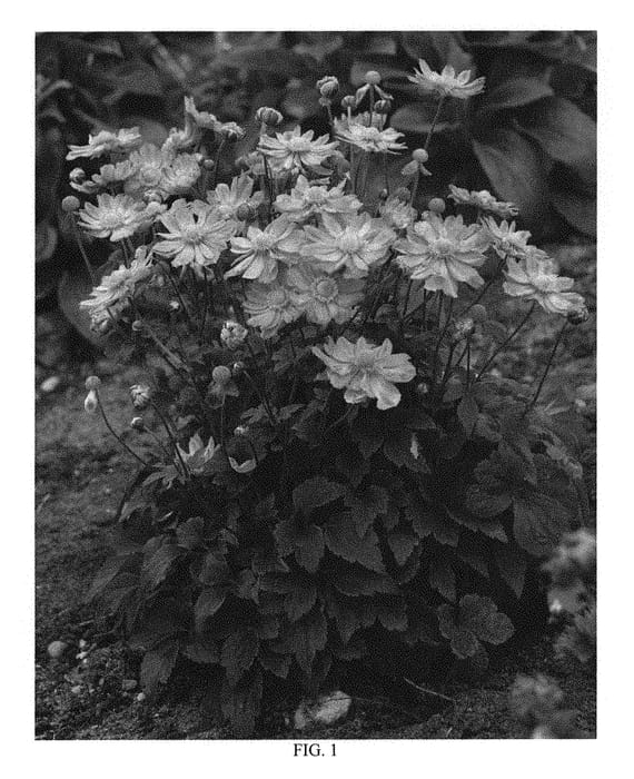 Figure 1 of US plant patent PP30739, the photograph of Curtain Call Pink printed in the patent.