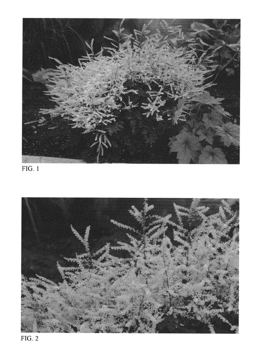 Figure 1 of US plant patent PP30740, the photograph of Chantilly Lace printed in the patent.