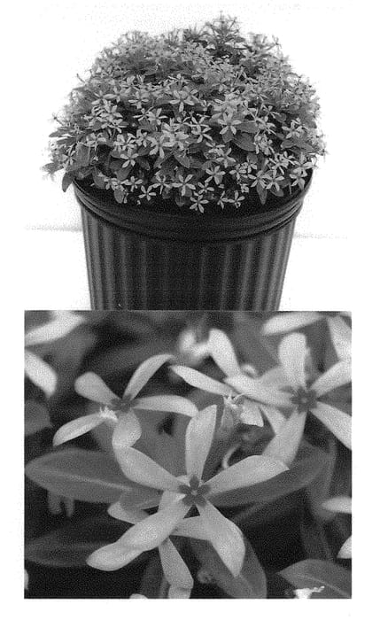Figure 1 of US plant patent PP30741, the photograph of Suncatfe 291 printed in the patent.