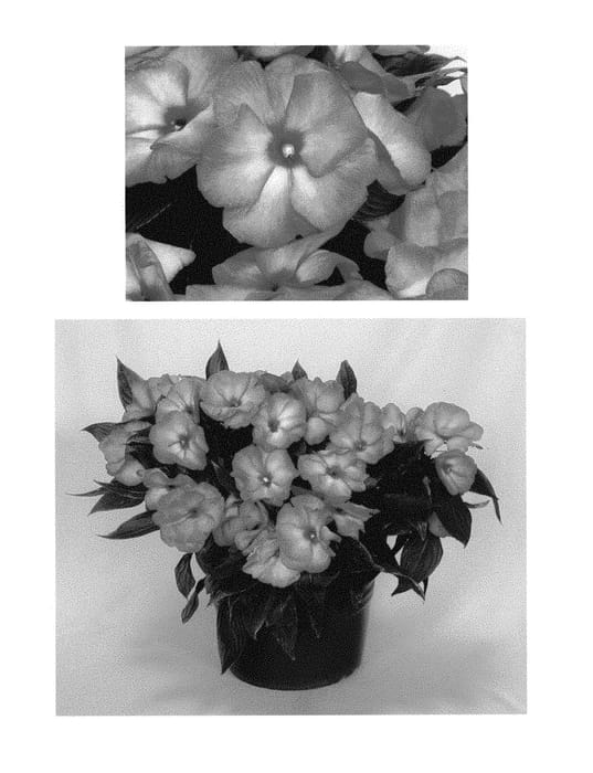Figure 1 of US plant patent PP30742, the photograph of Doimtamawisa printed in the patent.