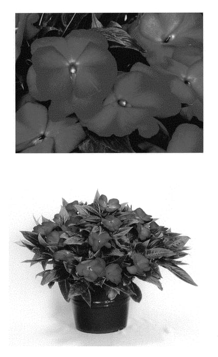 Figure 1 of US plant patent PP30743, the photograph of Doimtamanefla printed in the patent.