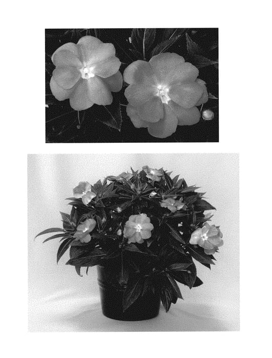 Figure 1 of US plant patent PP30744, the photograph of Doimmalaven printed in the patent.