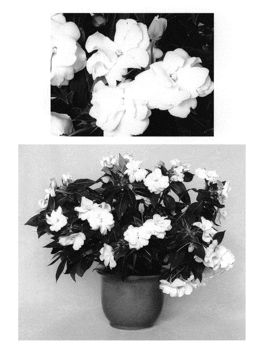 Figure 1 of US plant patent PP30745, the photograph of Duewildrwh printed in the patent.