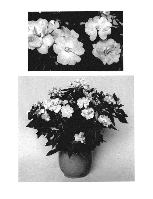 Figure 1 of US plant patent PP30746, the photograph of Duewildrltpi printed in the patent.