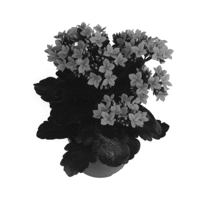 Figure 1 of US plant patent PP30747, the photograph of Dokallasc printed in the patent.
