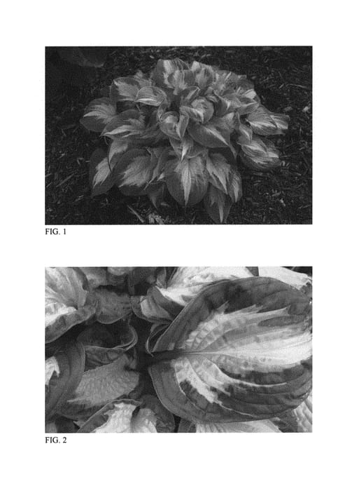 Figure 1 of US plant patent PP30748, the photograph of Etched Glass printed in the patent.