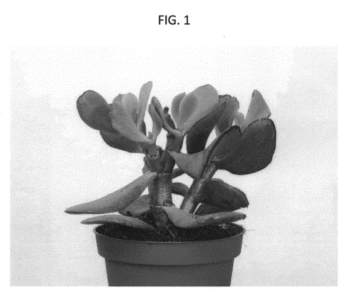 Figure 1 of US plant patent PP30749, the photograph of AMICRA1701 printed in the patent.