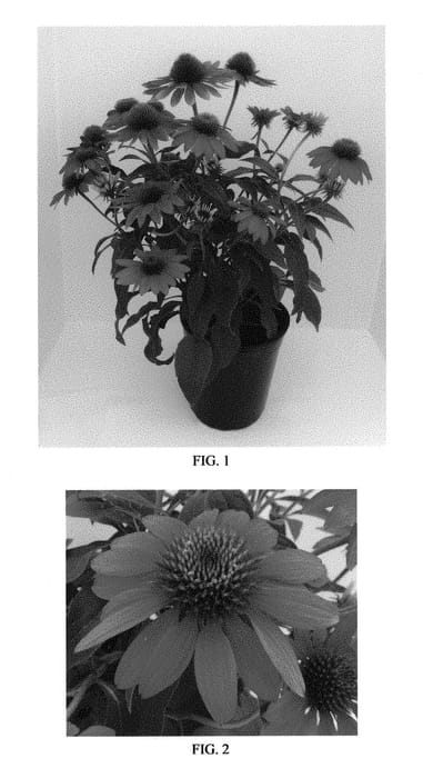 Figure 1 of US plant patent PP30750, the photograph of Balsomtresgo printed in the patent.
