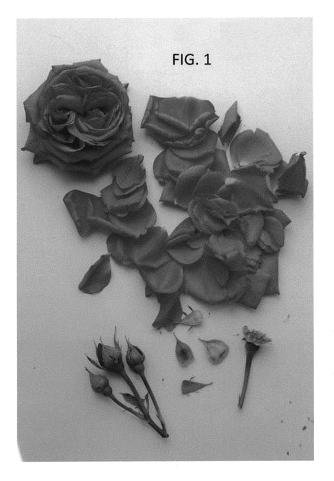 Figure 1 of US plant patent PP30752, the photograph of Poulpal077 printed in the patent.