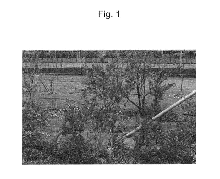 Figure 1 of US plant patent PP30753, the photograph of RYOKU NH-12 printed in the patent.
