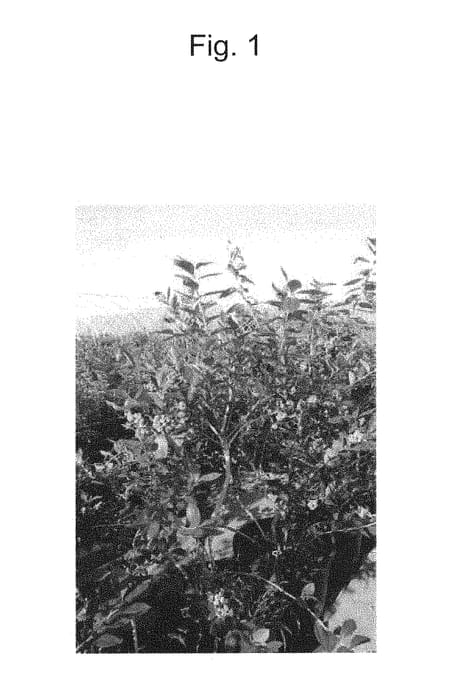 Figure 1 of US plant patent PP30754, the photograph of RYOKU NH-11 printed in the patent.