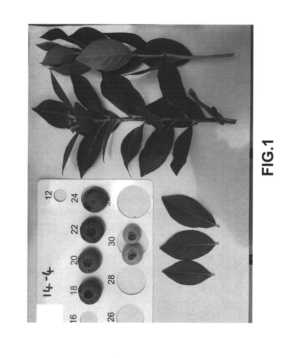 Figure 1 of US plant patent PP30755, the photograph of NS 14-4 printed in the patent.