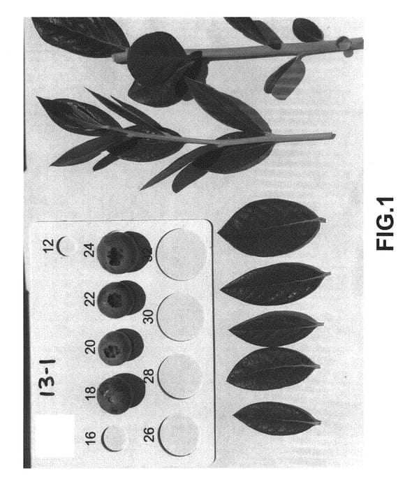 Figure 1 of US plant patent PP30756, the photograph of NS 13-1 printed in the patent.
