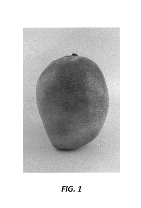 Figure 1 of US plant patent PP30757, the photograph of Tropica printed in the patent.