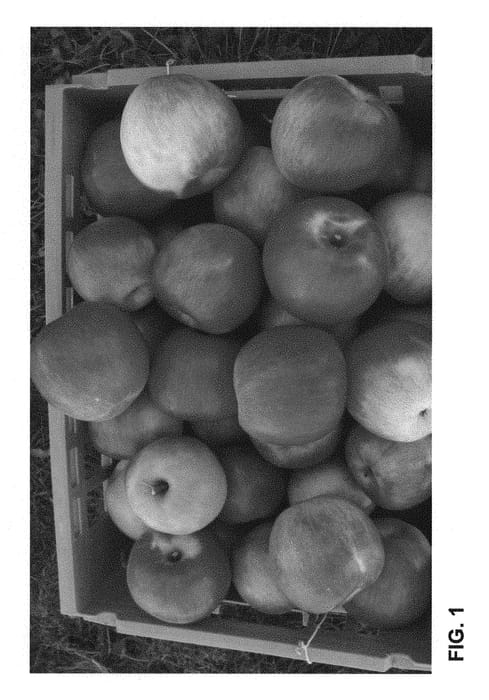 Figure 1 of US plant patent PP30758, the photograph of NY56 printed in the patent.
