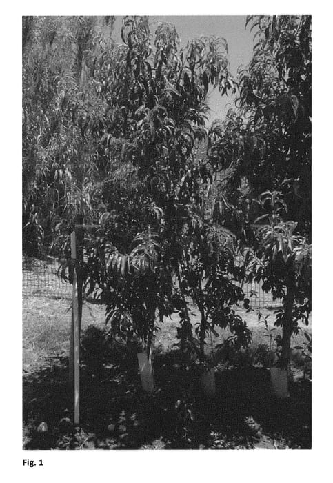 Figure 1 of US plant patent PP30759, the photograph of FLATCANDY printed in the patent.