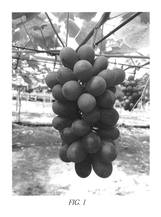 Figure 1 of US plant patent PP30760, the photograph of Hongju printed in the patent.