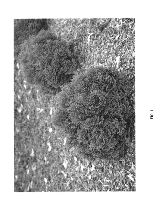 Figure 1 of US plant patent PP30761, the photograph of SMNTOBAB printed in the patent.