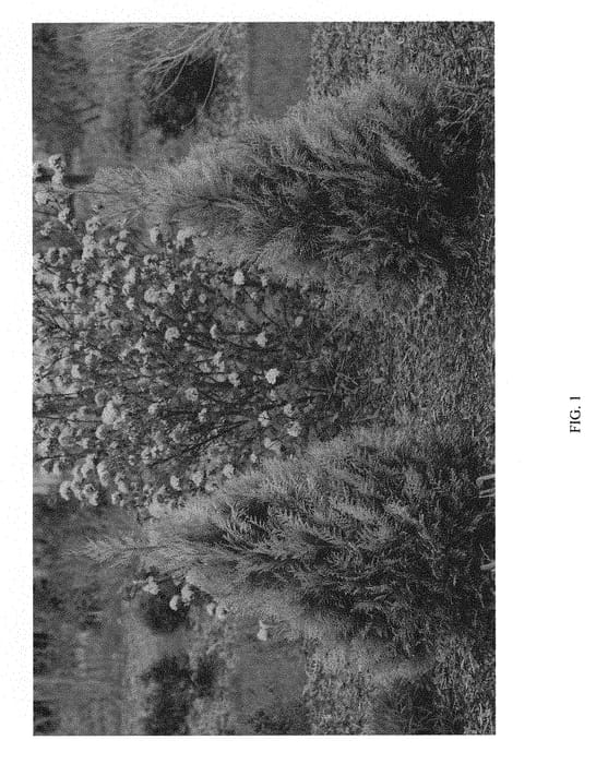 Figure 1 of US plant patent PP30762, the photograph of SMNTPGF printed in the patent.