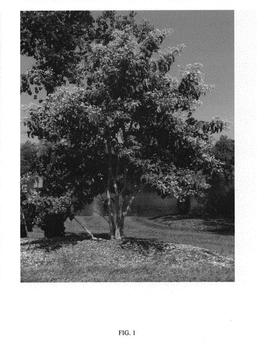 Figure 1 of US plant patent PP30763, the photograph of SMNHMRF printed in the patent.