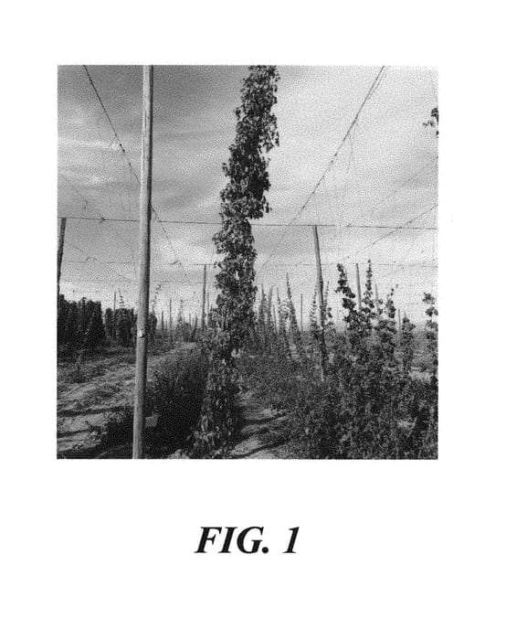 Figure 1 of US plant patent PP30764, the photograph of HBC 692 printed in the patent.