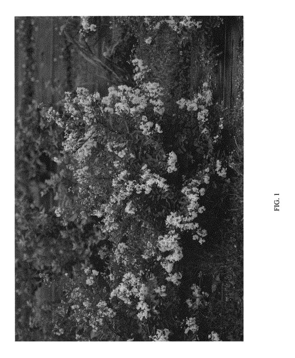 Figure 1 of US plant patent PP30765, the photograph of G2X13377 printed in the patent.