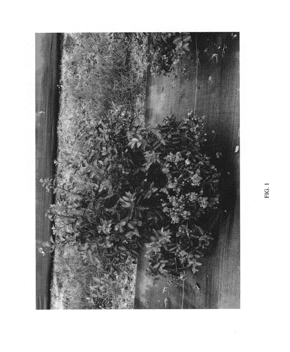 Figure 1 of US plant patent PP30766, the photograph of G2X13368 printed in the patent.