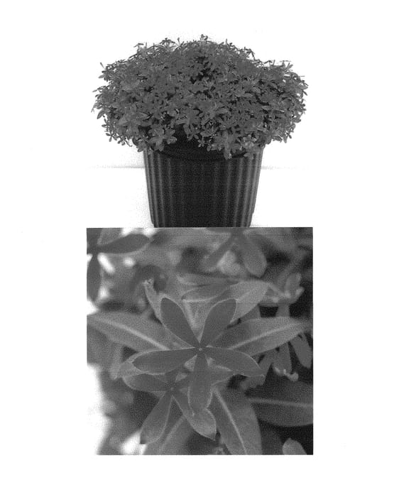 Figure 1 of US plant patent PP30767, the photograph of Eld Stjarna printed in the patent.