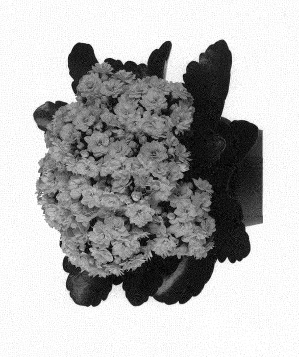 Figure 1 of US plant patent PP30768, the photograph of Dokalnol printed in the patent.
