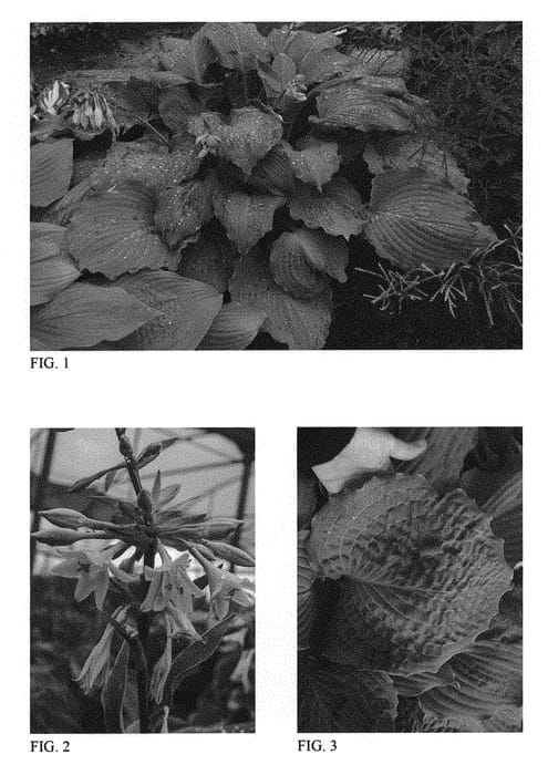 Figure 1 of US plant patent PP30769, the photograph of Diamond Lake printed in the patent.