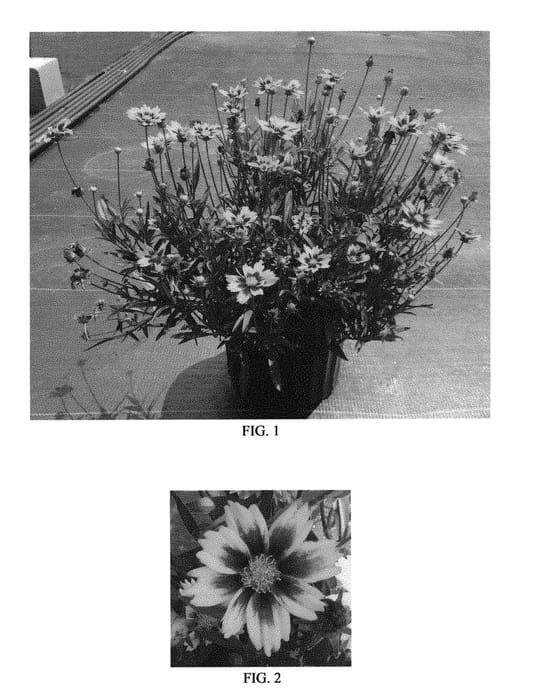 Figure 1 of US plant patent PP30770, the photograph of Golden Stardust printed in the patent.