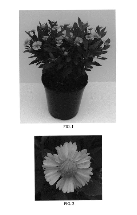 Figure 1 of US plant patent PP30771, the photograph of Balsalulow printed in the patent.