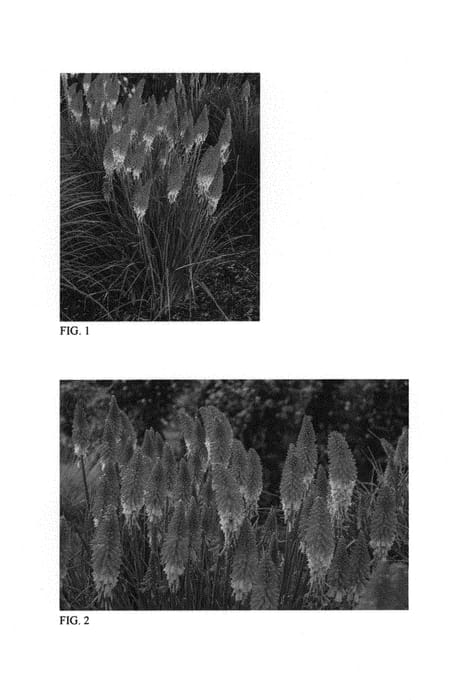 Figure 1 of US plant patent PP30772, the photograph of Rocket's Red Glare printed in the patent.