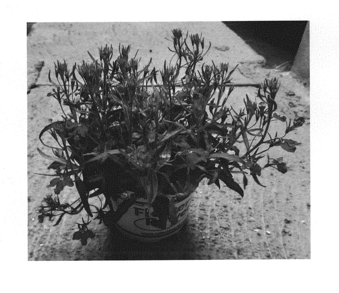 Figure 1 of US plant patent PP30773, the photograph of KLELE17018 printed in the patent.