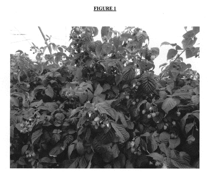 Figure 1 of US plant patent PP30774, the photograph of PS-08.019-25 printed in the patent.