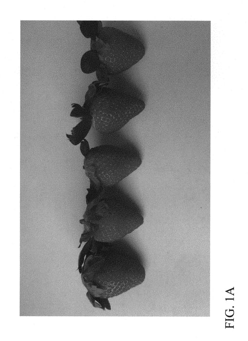Figure 1 of US plant patent PP30775, the photograph of DrisStrawSixtyOne printed in the patent.