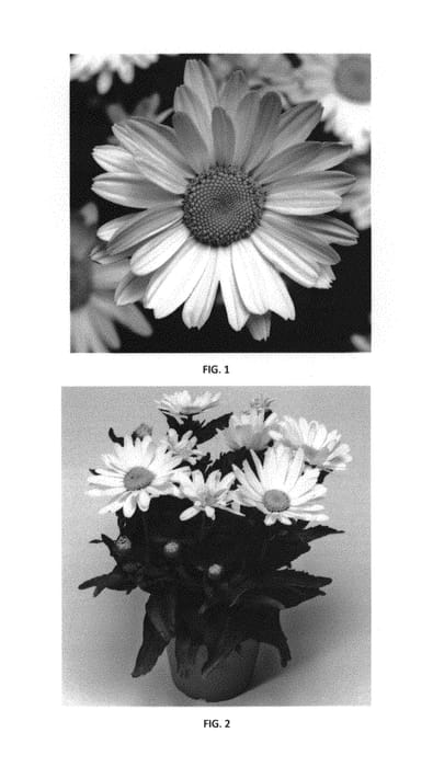 Figure 1 of US plant patent PP30776, the photograph of LEUZ0005 printed in the patent.