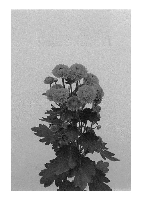 Figure 1 of US plant patent PP30777, the photograph of DLFGRA5 printed in the patent.