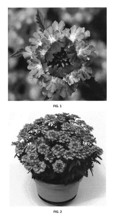 Figure 1 of US plant patent PP30778, the photograph of VEAZ0053 printed in the patent.