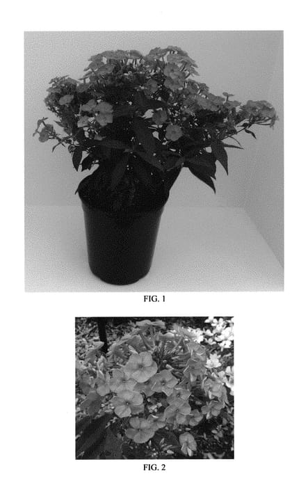 Figure 1 of US plant patent PP30779, the photograph of Balkapopink printed in the patent.