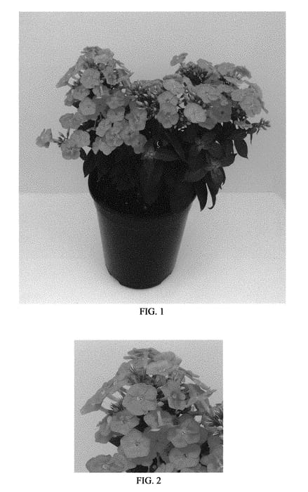 Figure 1 of US plant patent PP30780, the photograph of Balkapolav printed in the patent.