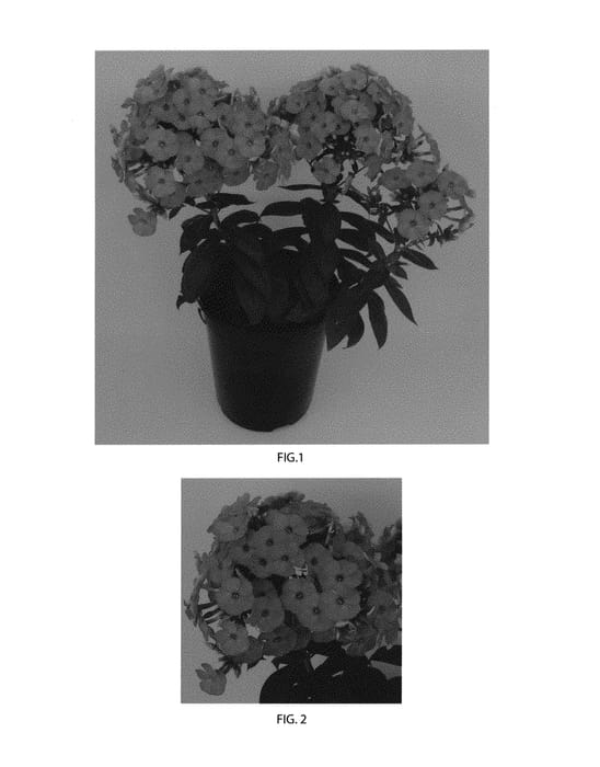 Figure 1 of US plant patent PP30781, the photograph of Balkapopur printed in the patent.