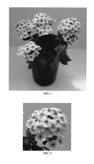 Figure 1 of US plant patent PP30782, the photograph of Balkapowibi printed in the patent.