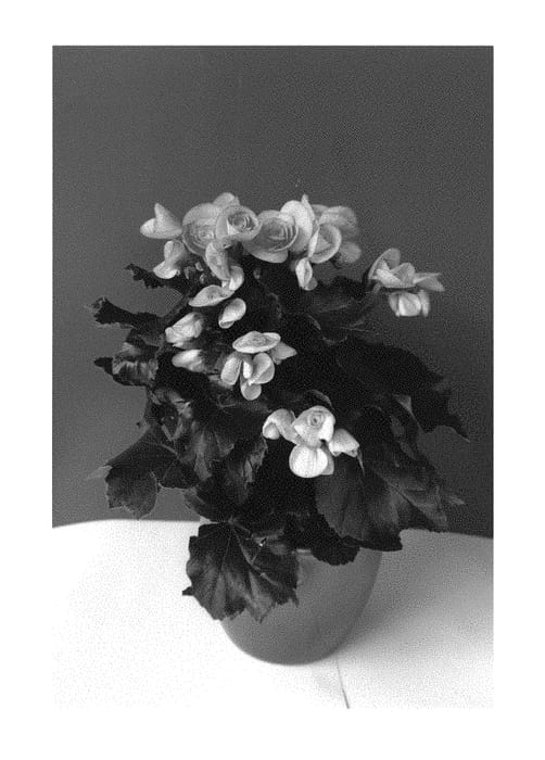Figure 1 of US plant patent PP30783, the photograph of Bkpbeens printed in the patent.