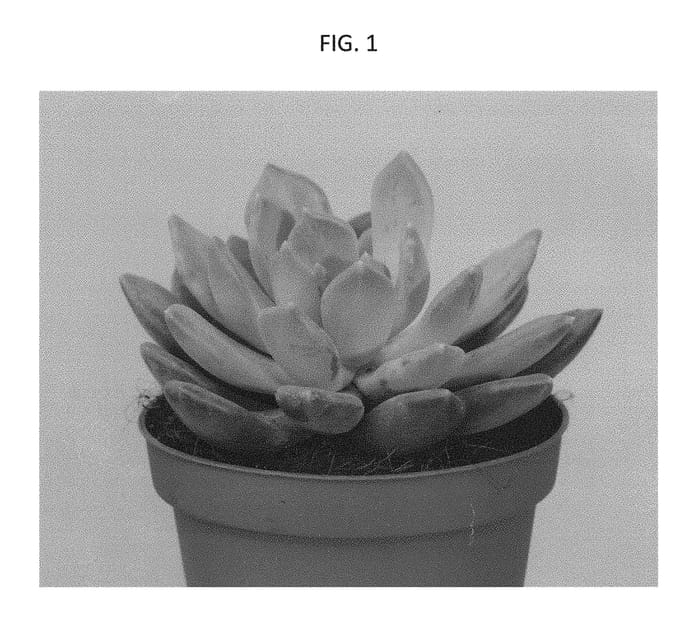 Figure 1 of US plant patent PP30784, the photograph of TSAECH1702 printed in the patent.