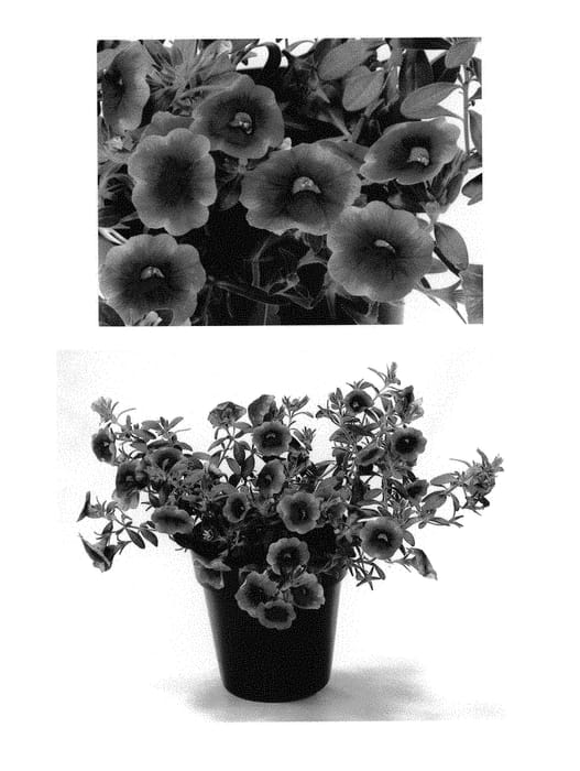 Figure 1 of US plant patent PP30785, the photograph of BBCAL82201 printed in the patent.