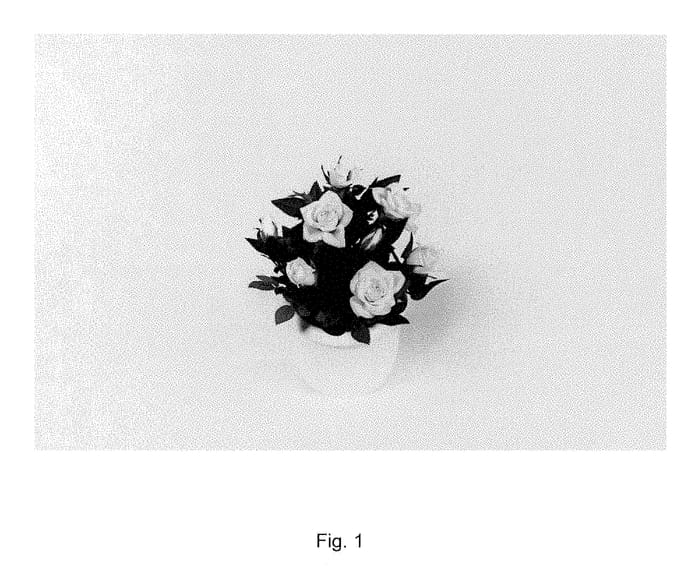 Figure 1 of US plant patent PP30787, the photograph of KORpot079 printed in the patent.