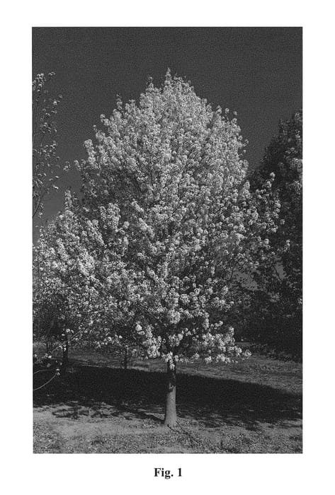 Figure 1 of US plant patent PP30788, the photograph of NCPX2 printed in the patent.